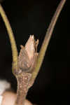 Shagbark hickory